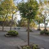 Il frate ci mostra i restauri effettuati grazie alla vendita della birra. La ripiantumazione del piazzale con giovani alberi...